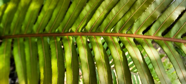 green plant tropical foliage in grove, brazilian rainforest