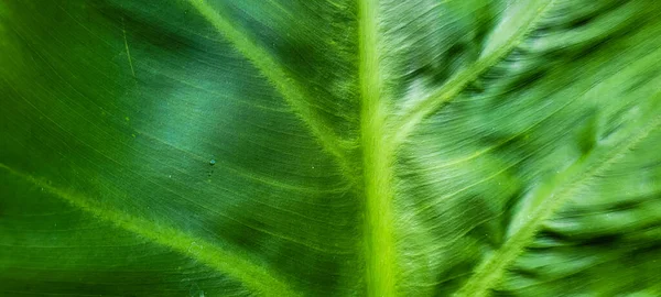 Folhagem Tropical Plantas Verdes Bosque Floresta Tropical Brasileira — Fotografia de Stock