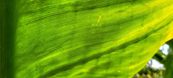 Зелена Рослина Тропічне Листя Гаю Бразильський Тропічний Ліс — стокове фото