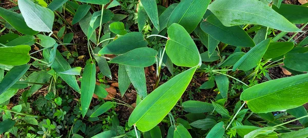 Πράσινο Φυτό Τροπικό Φύλλωμα Άλσος Βραζιλιάνικο Τροπικό Δάσος — Φωτογραφία Αρχείου