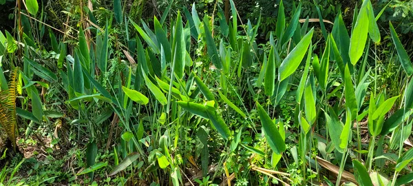 Feuillage Tropical Plantes Vertes Dans Bosquet Forêt Tropicale Brésilienne — Photo