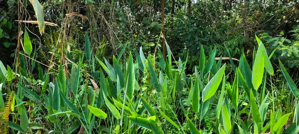 Planta Verde Follaje Tropical Arboleda Bosque Lluvioso Brasileño —  Fotos de Stock