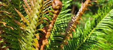 Brezilya yağmur ormanlarında, korulukta yeşil bitki yaprağı