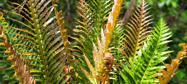 Feuillage Tropical Plantes Vertes Dans Bosquet Forêt Tropicale Brésilienne — Photo