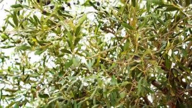 Rüzgarda sallanan zeytin dalları