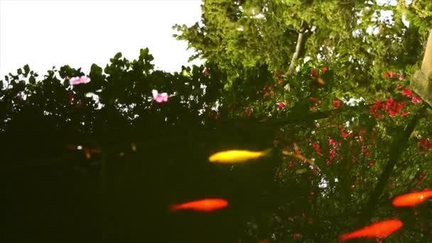 Goldfish Garden Pool Pergola Flowers Reflecting Water — Stockvideo