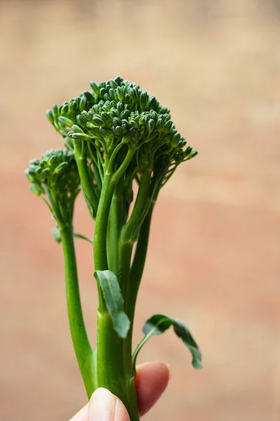 Una Vista Cerca Broccolini Verde Fresco — Foto de Stock