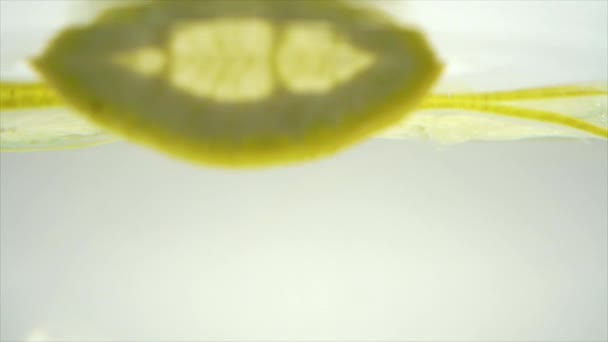 Suda Dilimlenmiş Limon Yavaş Çekim — Stok video
