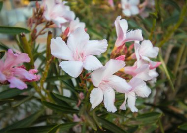 Yakından çekilen Oleander çiçekleri.