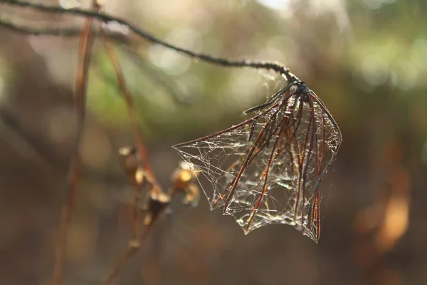 Close Planta Outono Seco Coberto Com Aranhas Web Humor Verão — Fotografia de Stock