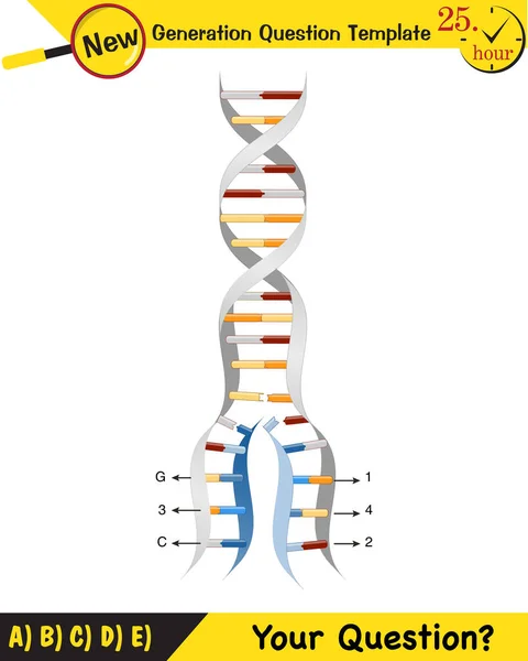 Biology Dna Helix Dna Replication Next Generation Question Template Dumb — 스톡 벡터