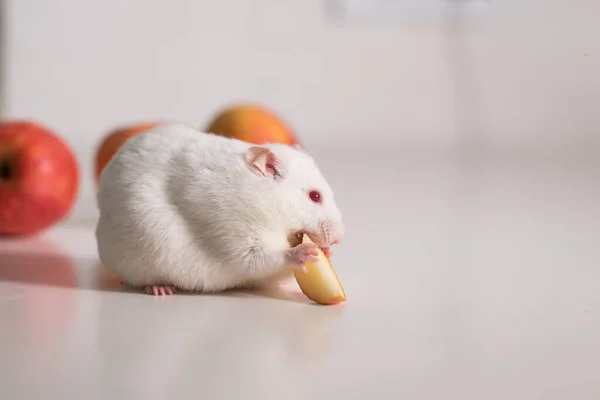 Hamster Branco Rói Legumes Frutas Uma Superfície Branca Animais Estimação — Fotografia de Stock