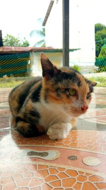 19 Nisan 2022 'de çektiğim üç çizgili kedi fotoğrafı.