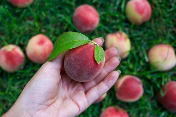 Beautiful ripe juicy peaches in hand on a background of herbs