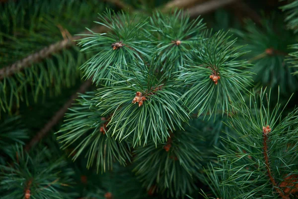緑の松の枝に円錐形のクローズアップ — ストック写真