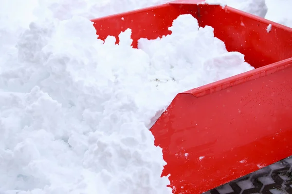 Grande Hermosa Nieve Roja Soplador Primer Plano —  Fotos de Stock