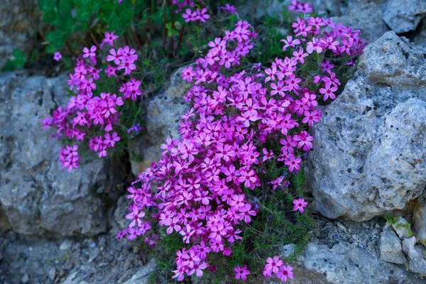 Ploxen Subulerar Blommor Som Växer Stenar — Stockfoto