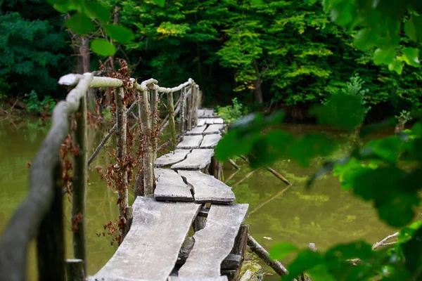 Small wooden foot bridge in the swamp.
