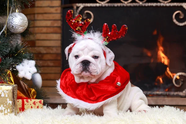 Raça Cão Inglês Bulldog Sentado Lado Lareira — Fotografia de Stock