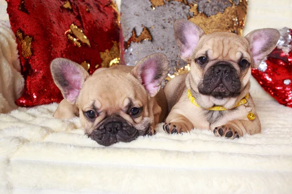 Двоє Собак Французької Породи Бульдог Лежить Дивані — стокове фото