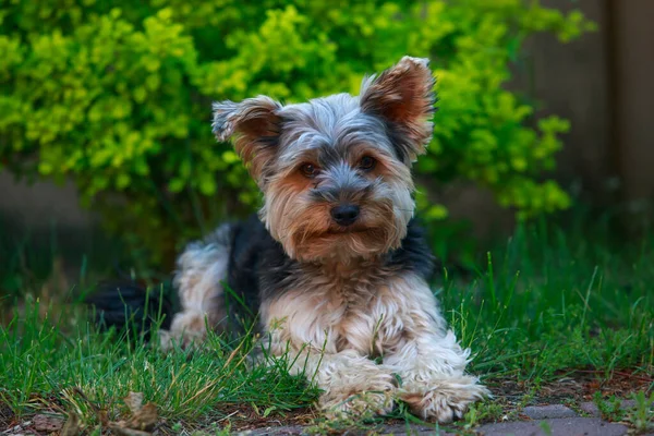 Raça Cão Yorkshire Terrier Descansando Rua — Fotografia de Stock