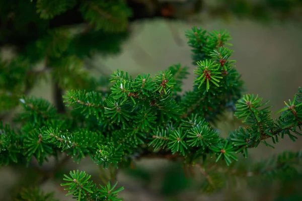 Background Beautiful Fluffy Christmas Tree Close — Stock Photo, Image