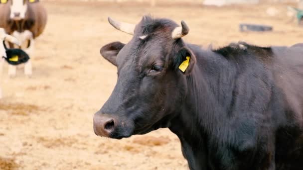 Black Cow Black Cow Looking Camera Farm Slow Motion Footage — Stock Video