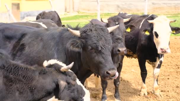 Gruppe Von Kühen Zeitlupe Gruppe Von Kuh Aussehenden Kamera — Stockvideo