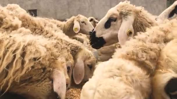 Schafherden Hungrige Schafherden Die Heuvieh Fressen Kleine Rinder Fressen Schnell — Stockvideo
