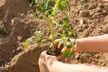 Planting tomato seedlings, child hands planting tomato seedlings. Gardening and planting in spring. Family activity concept. Teaching children organic garden. Preschool child hands on soil background.