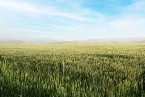 Wheat Field Beautiful Landscape Green Wheat Field Hot Summer Day — Stock Fotó
