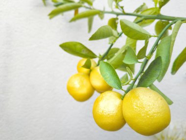 Bahçedeki Ağaçtaki Taze Limonlar