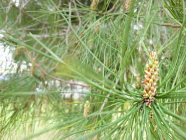 Güzel Yeşil Park Manzarası