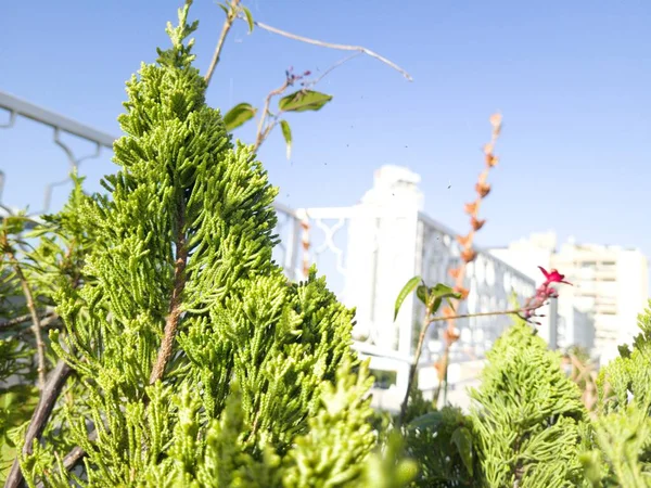 Planta Bonita Verde Dia Ensolarado — Fotografia de Stock
