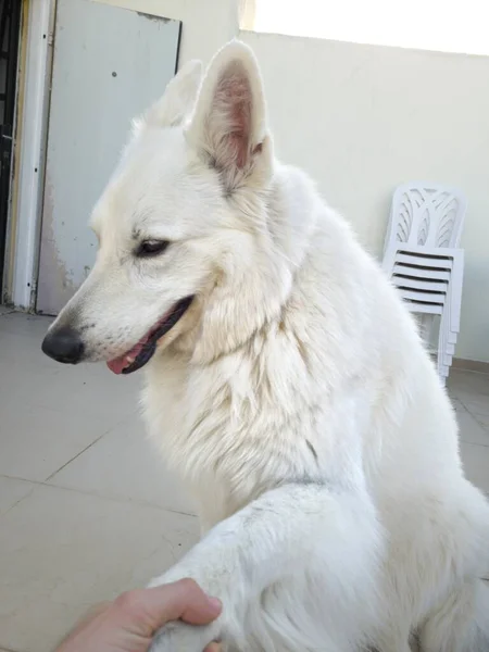 Lindo Pastor Suizo Perro Sosteniendo Mano Humana — Foto de Stock