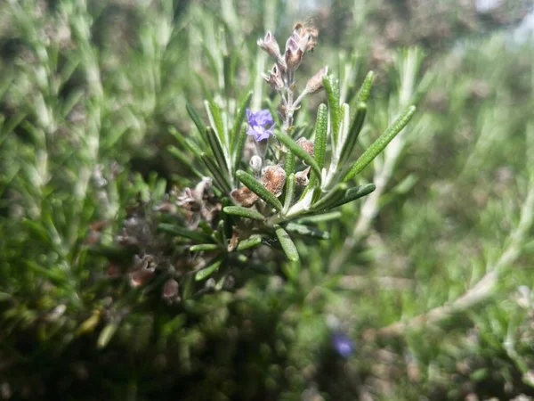 Belles Fleurs Rosmarine Par Une Journée Ensoleillée — Photo