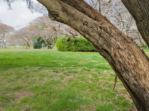 Güzel Yeşil Park Manzarası