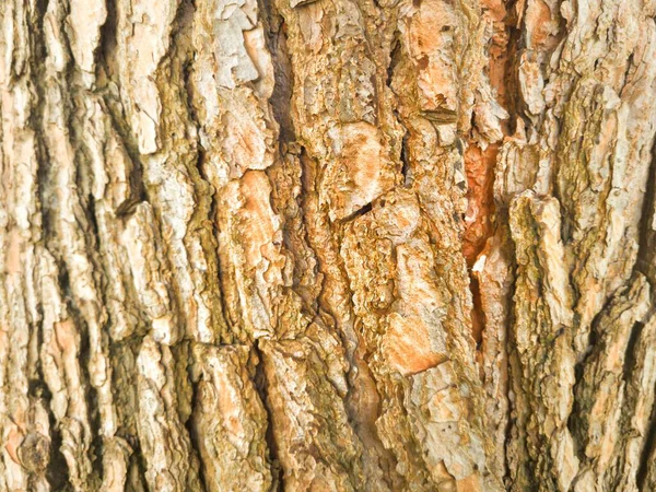 bir ağaç gövdesi closeup