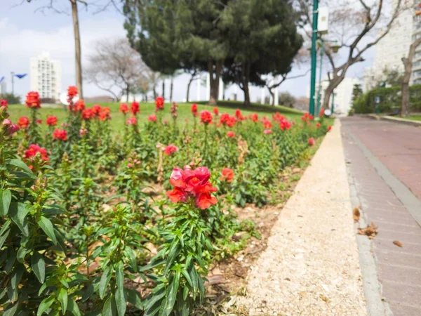Parktaki Çiçeklerle Güzel Yeşil Manzara