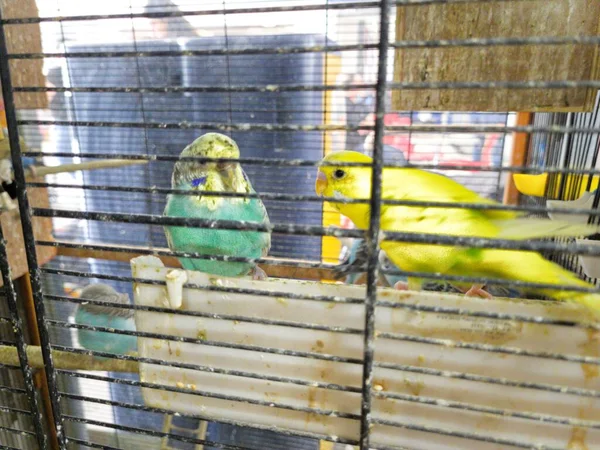 Evcil Hayvan Dükkanındaki Güzel Papağanlar — Stok fotoğraf