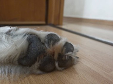 İsviçre Beyaz Çoban Köpeği Büyük Palmiye