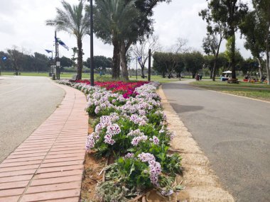 Ramat Gan, İsrail 'deki Ulusal Park' ta Kaldırımlar Arasındaki Güzel Çiçekler