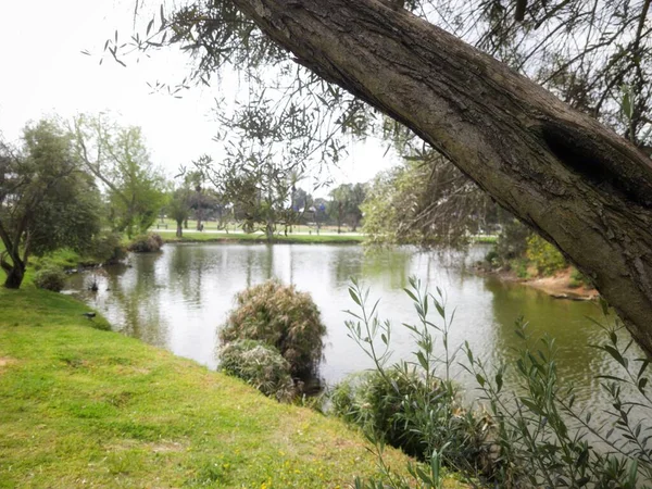 Ramat Gan, İsrail 'deki Ulusal Park' ta Yeşil Güzel Manzara