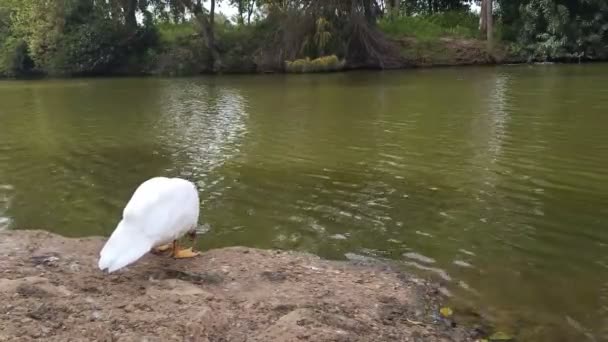 以色列Ramat Gan国家公园湖畔的白鸭 — 图库视频影像