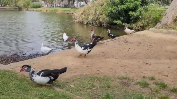 Group Ducks National Park Ramat Gan Israel — стоковое видео