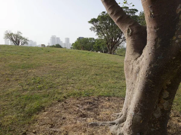 Yeşil Güzel Park Manzarası Edith Wolfson, Tel Aviv, İsrail