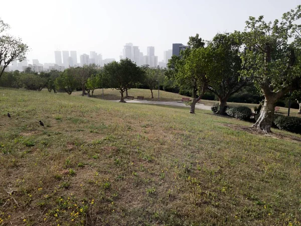 Yeşil Güzel Park Manzarası Edith Wolfson, Tel Aviv, İsrail