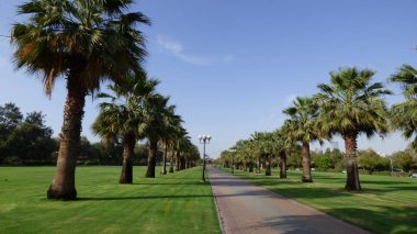 Güneşli bir günde palmiye ağaçları olan bir park.