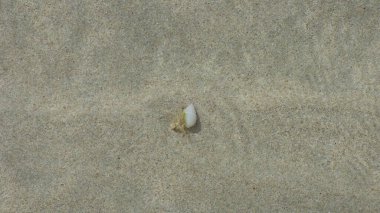 Dalgalar çekildiğinde sığ sulardan kaçmaya çalışan bir deniz kabuğu.