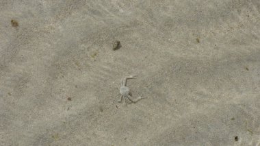 Şeffaf küçük bir yengeç sığ bir deniz suyundaki kumda saklanmaya çalışıyor.